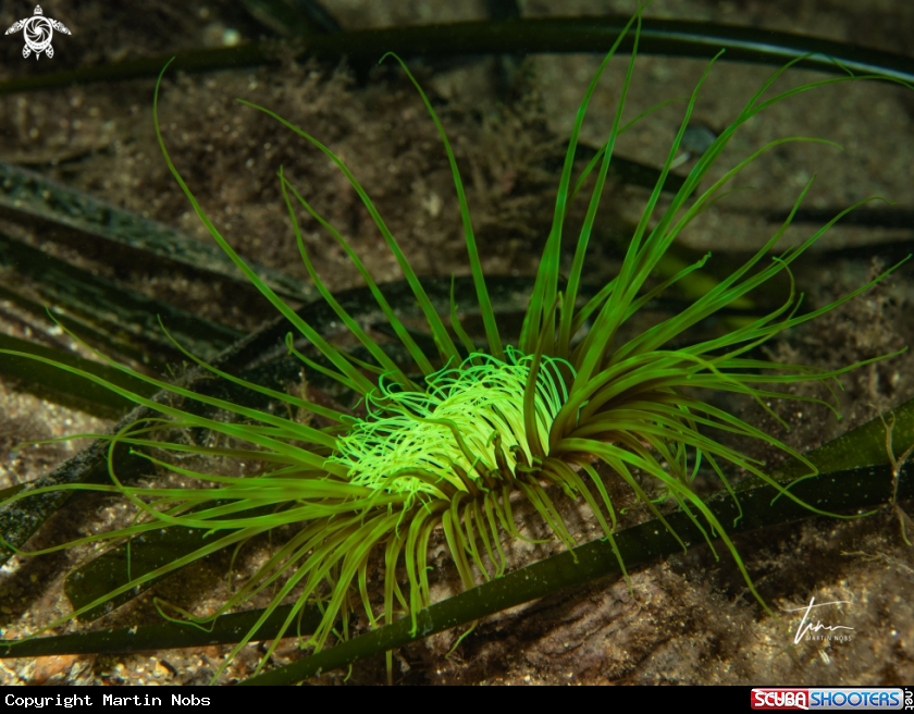 A Cylinder Anemone