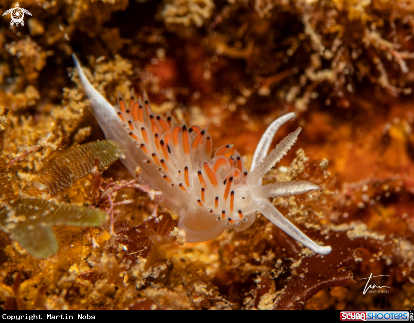 A Facelina quattrefagesi