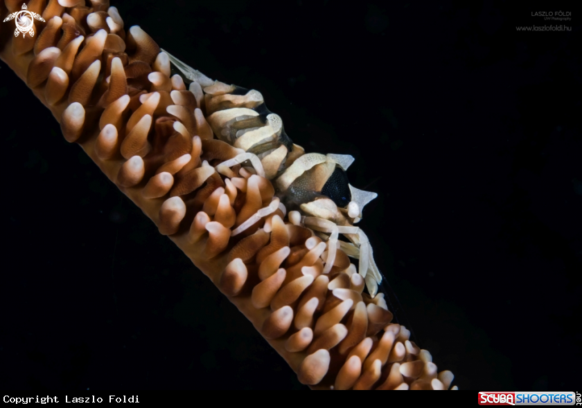 A Wire coral shrimp