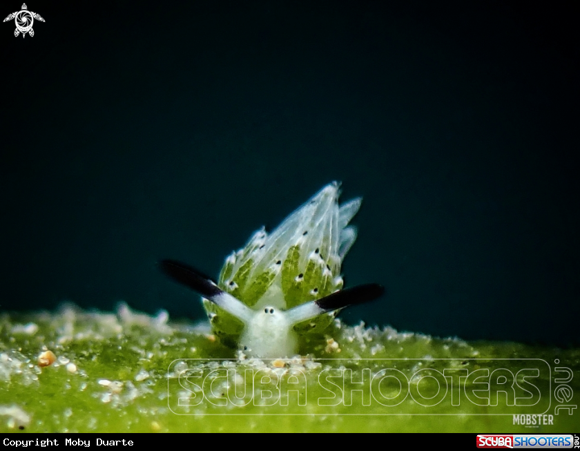 A Costasiella usagi