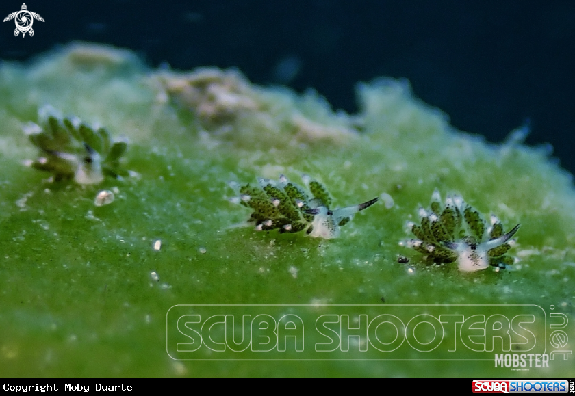 A Costasiella kuroshimae 