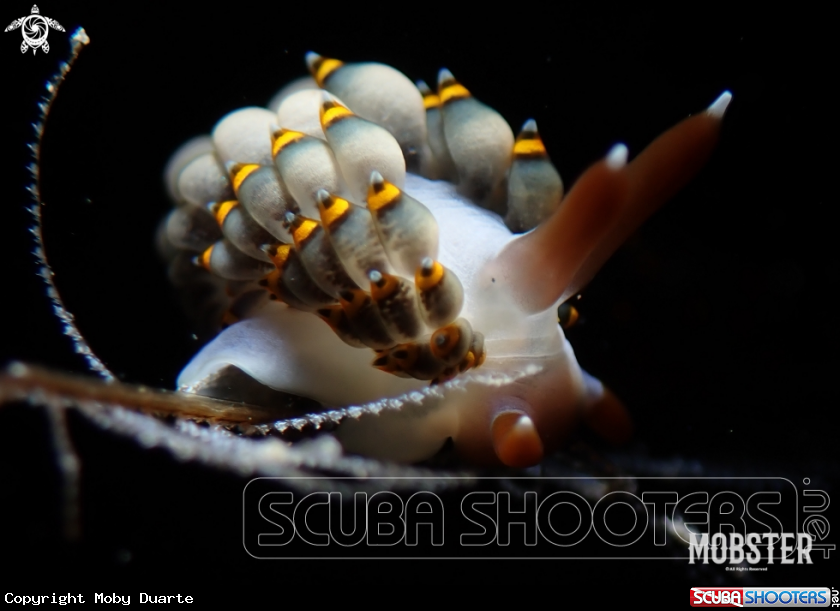 A Trinchesia sp