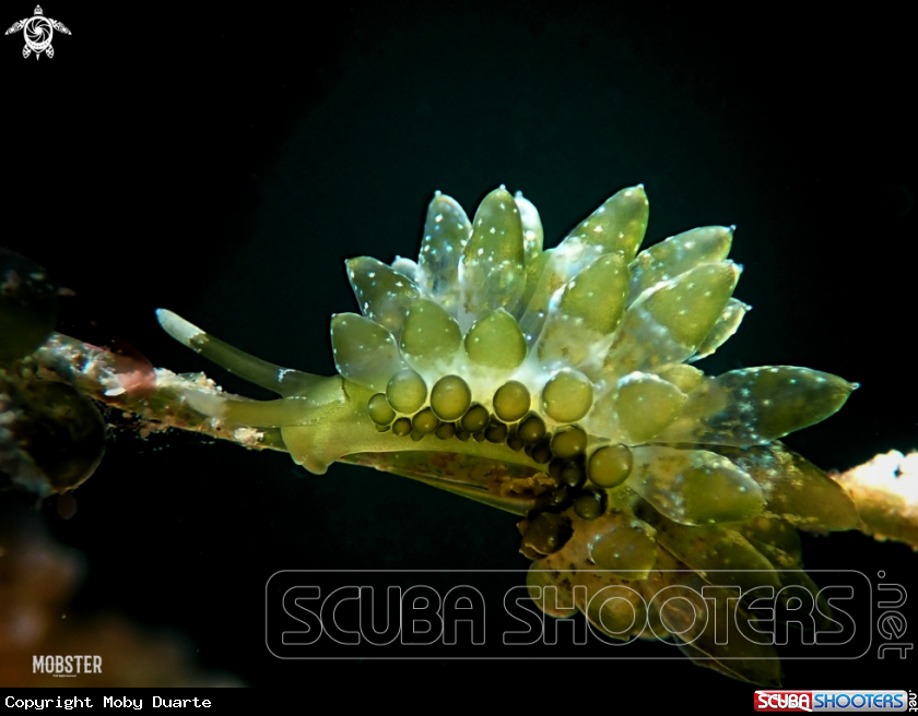 A Sacoproteus smaragdinus 
