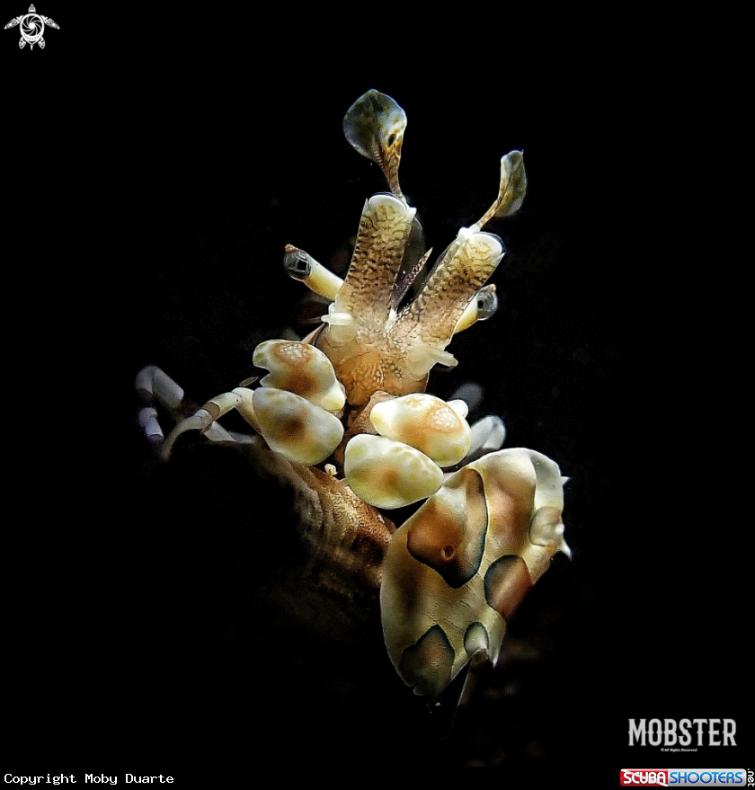 A Hymenocera picta