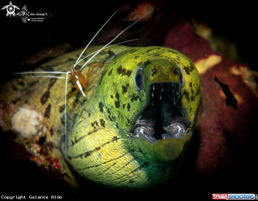A Fimbriated Moray Eel