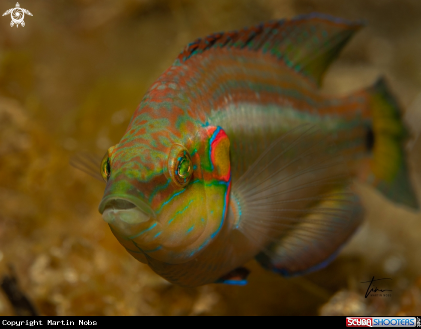 A Ocellated Wrasse
