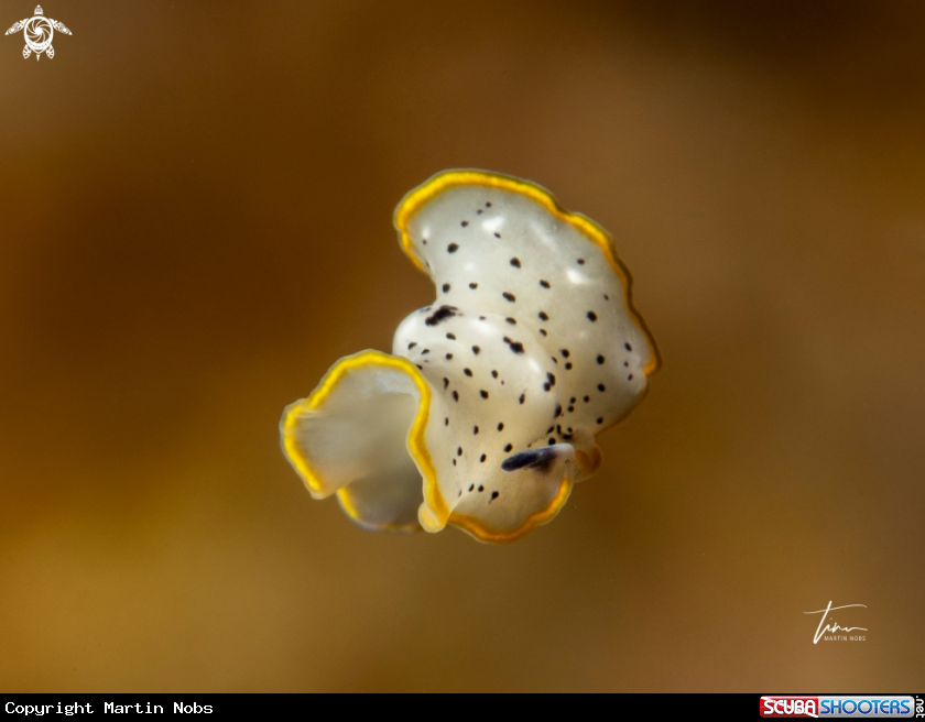 A Moseleys marine flatworm