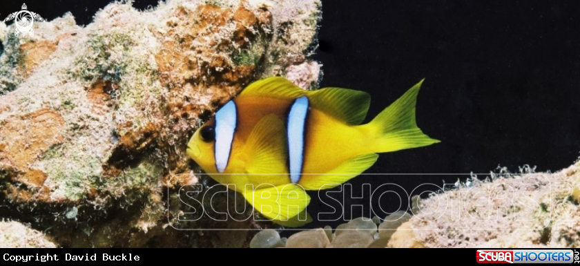 A underwater creature