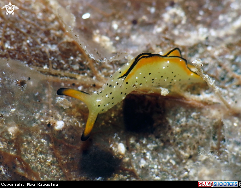 A Juvenile Ornate Elysia