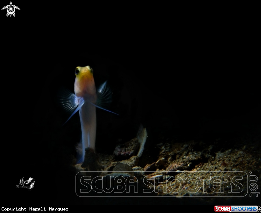 A Yellowhead Jawfish 