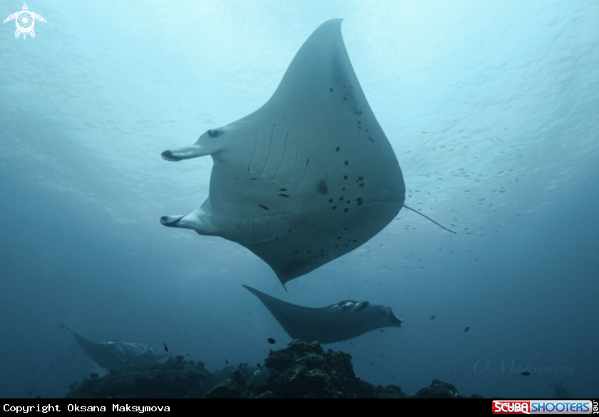 A Manta Ray Cleaning Station