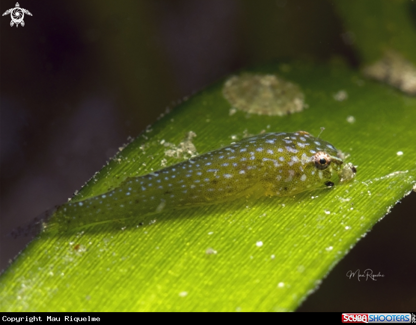 A Emerald Clingfish