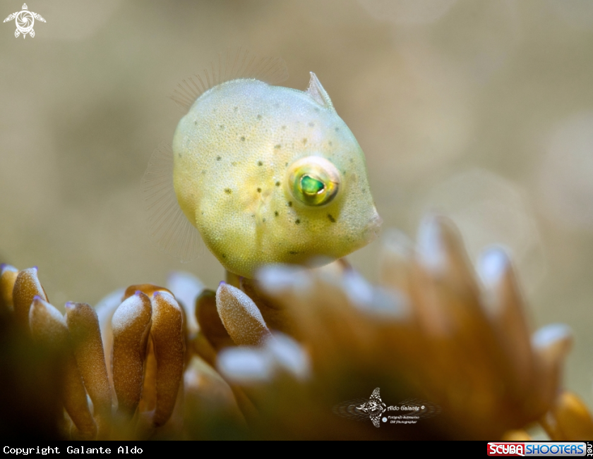 A Taylor's Pygmy Leatherjacket