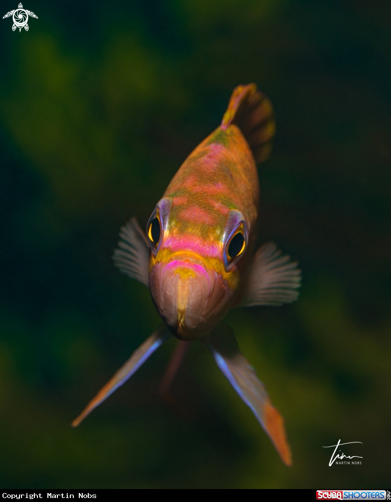 A Fairy Basslet