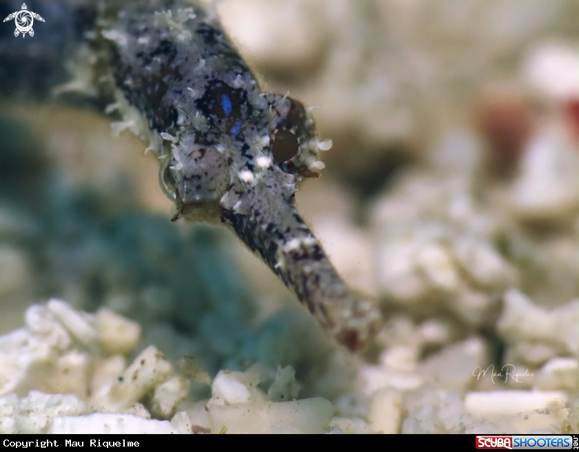 A Pipefish