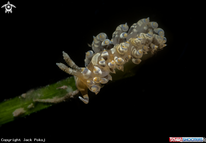 A Baeolidia moebii