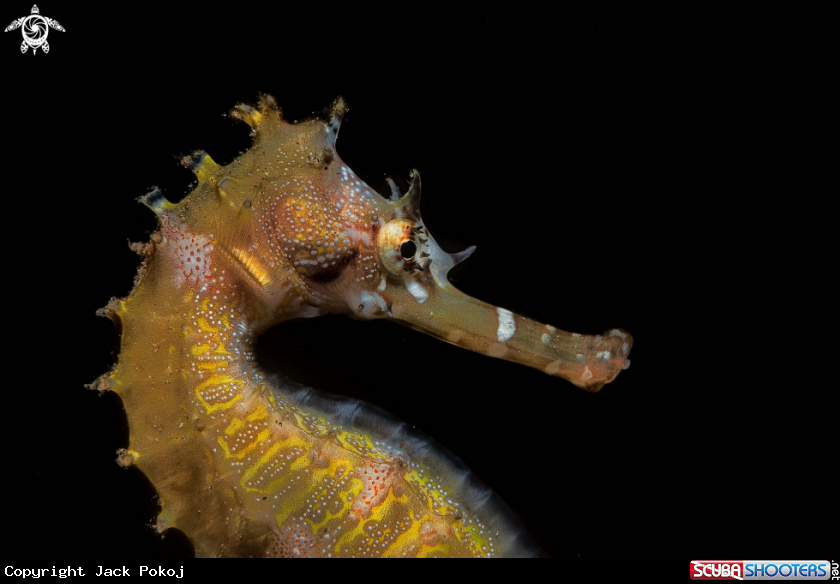 A Thorny Seahorse