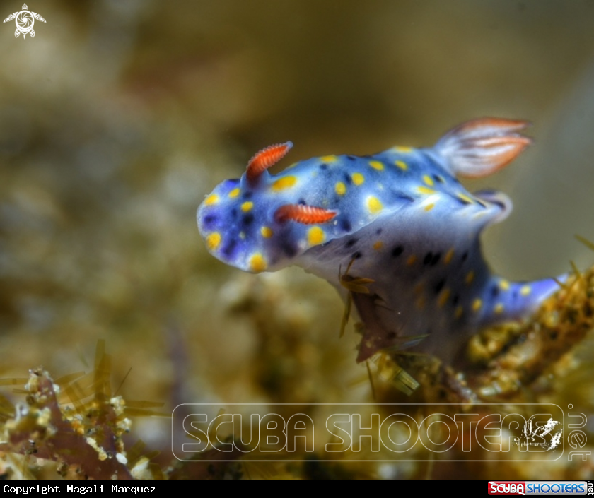 A Hypselodoris 