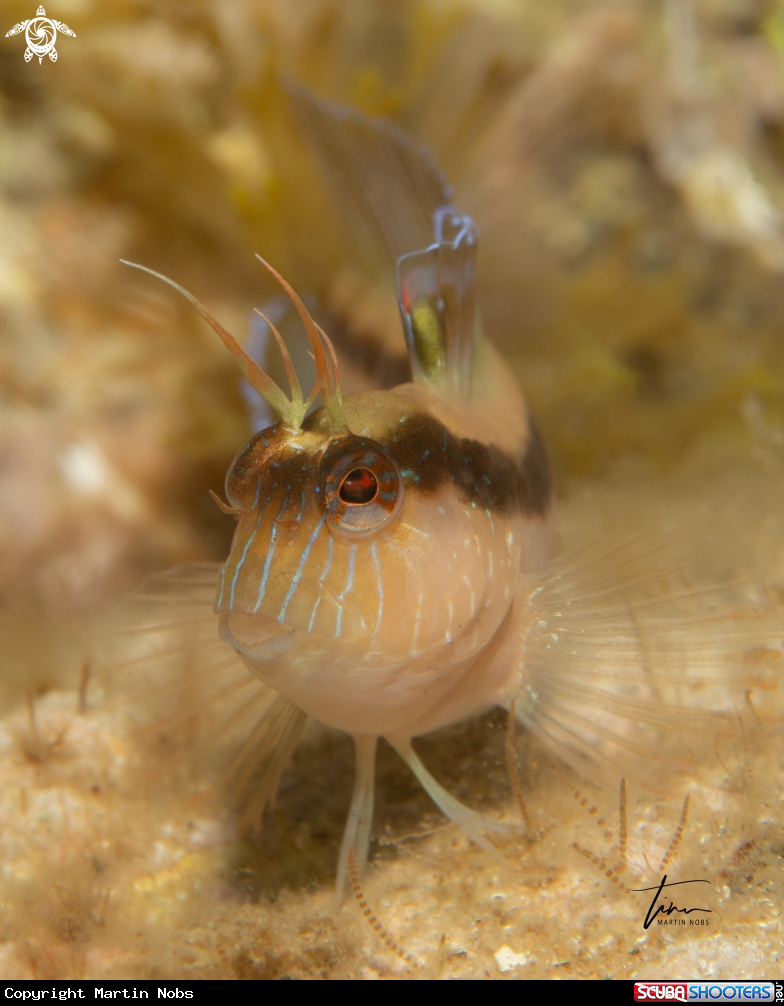 A Longstriped Blennie