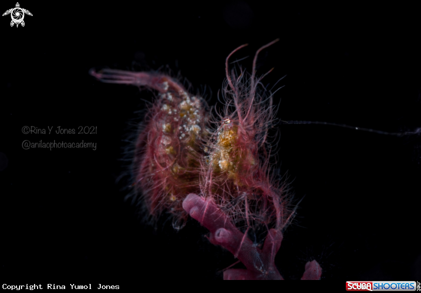 A Hairy shrimp