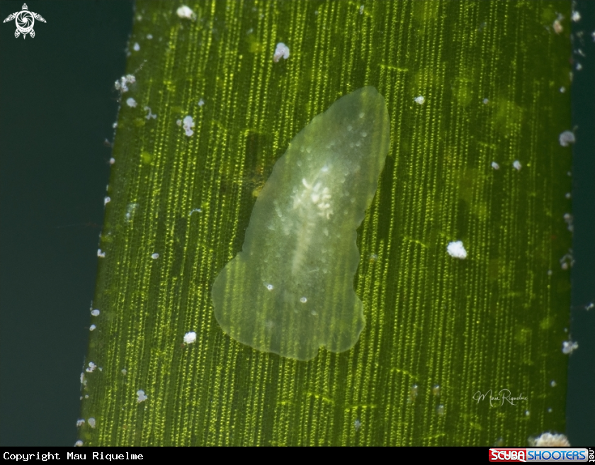 A Flatworm