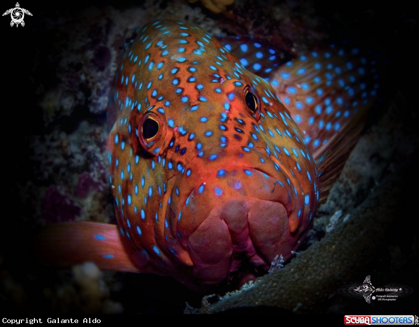 A Coral Grouper