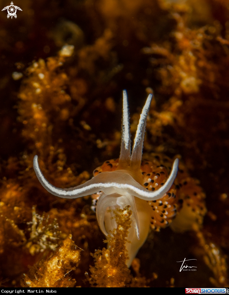 A Caloria elegans