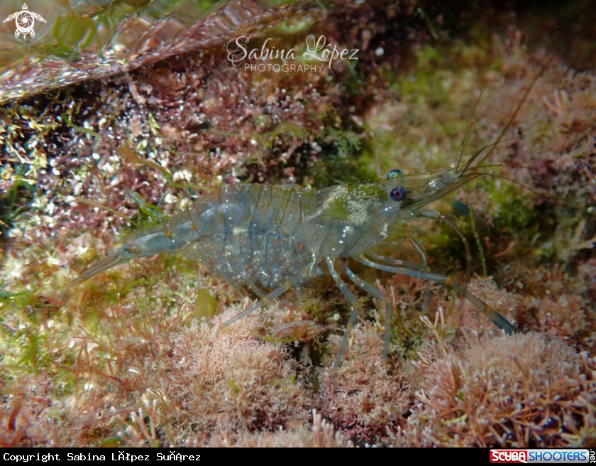 A Palaemon elegans 