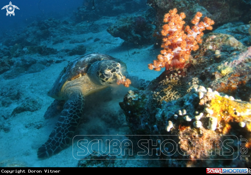 A underwater creature