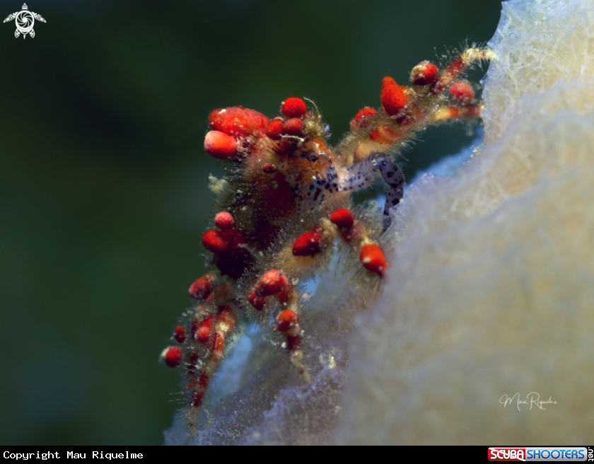 A Cryptic Teardrop Crab