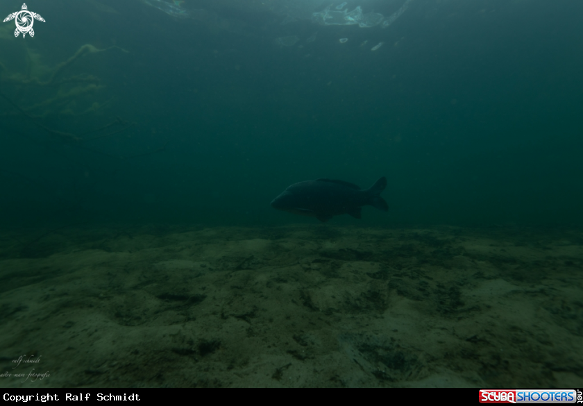 A Lakefish