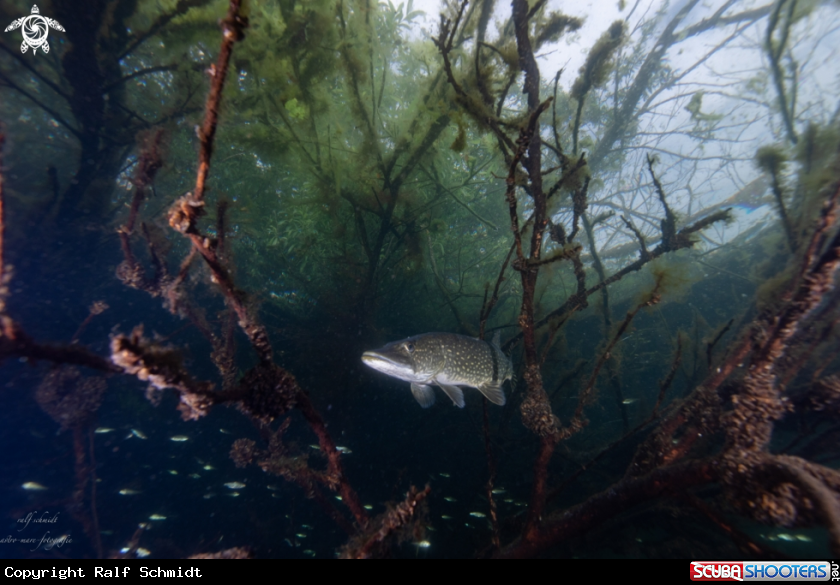 A Lakefish