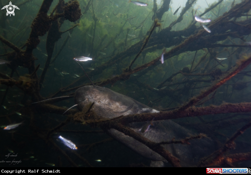 A Lakefish
