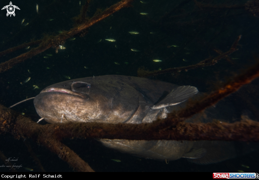 A Lakefish