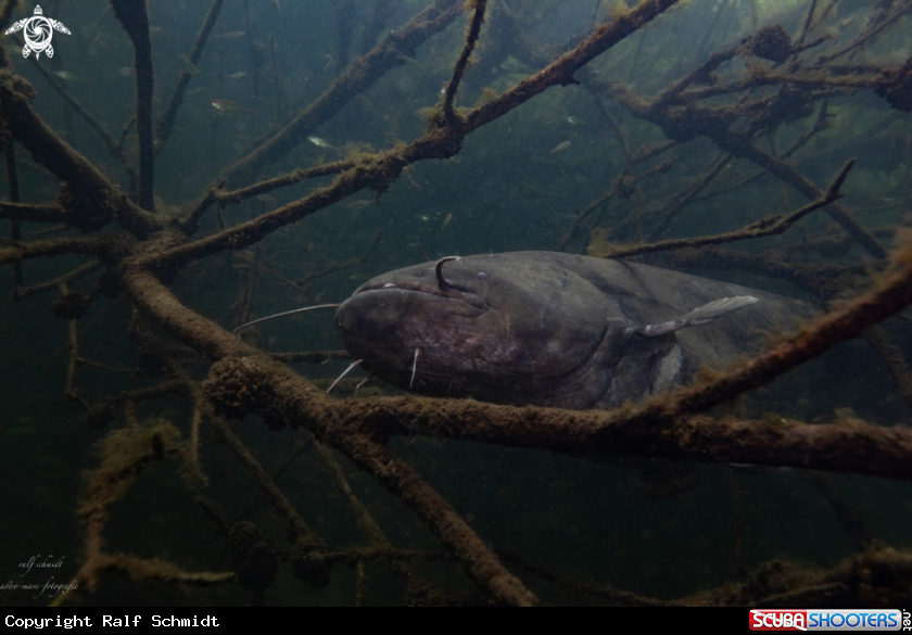 A Lakefish
