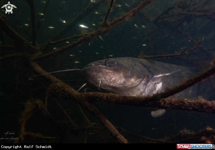 A Lakefish