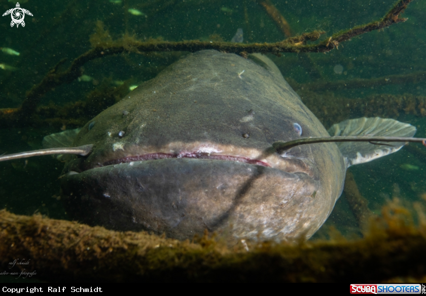 A Lakefish
