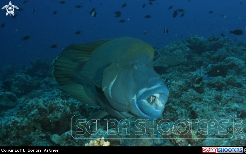 A underwater creature