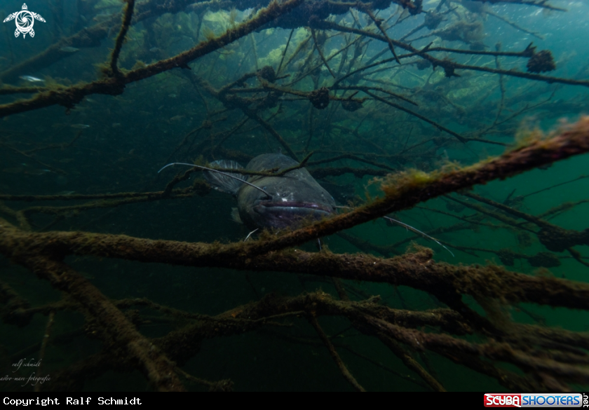 A Lakefish