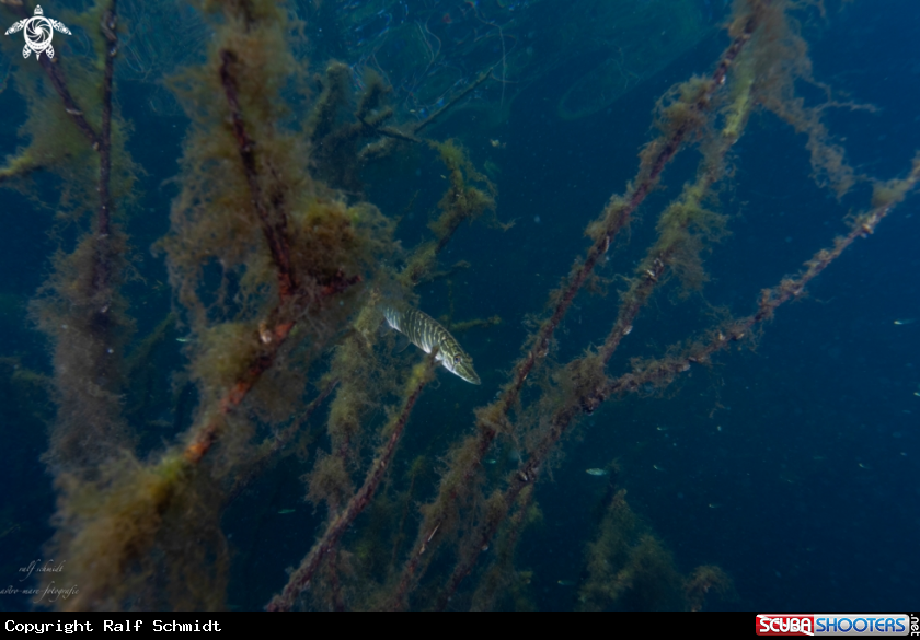 A Lakefish