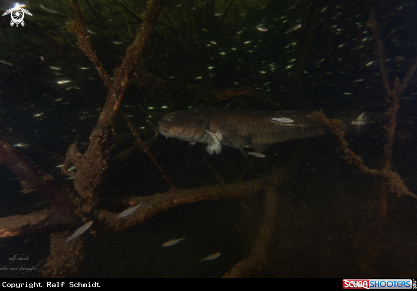 A Lakefish