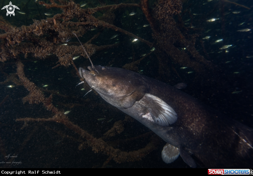 A Lakefish
