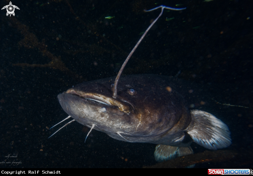 A Lakefish