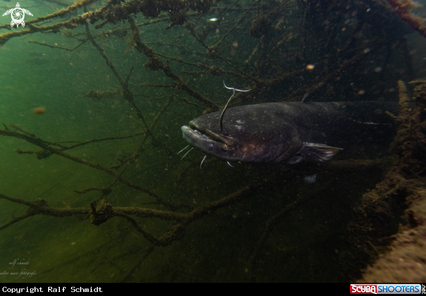 A Lakefish
