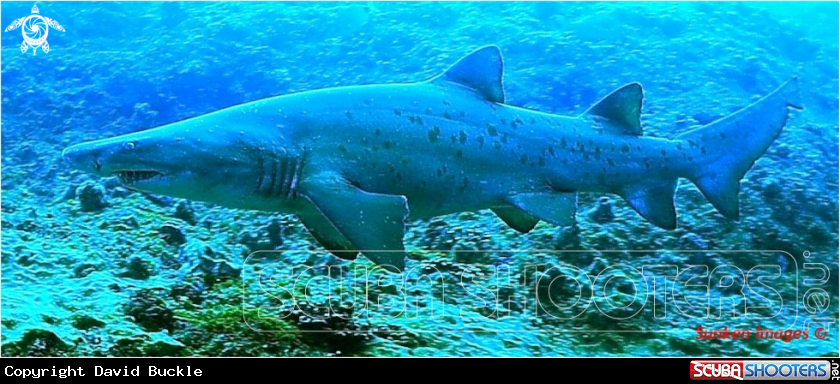 A underwater creature