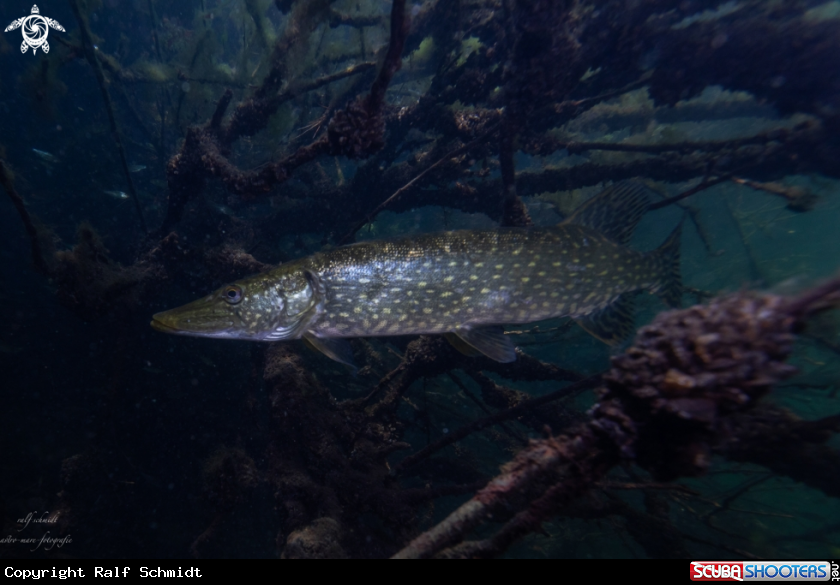 A Lakefish