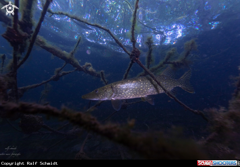 A Lakefish