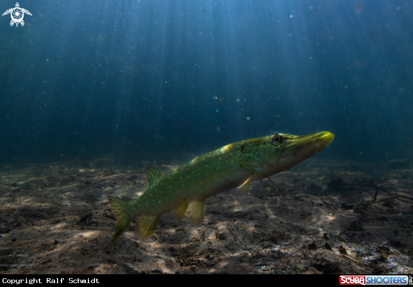 A Lakefish