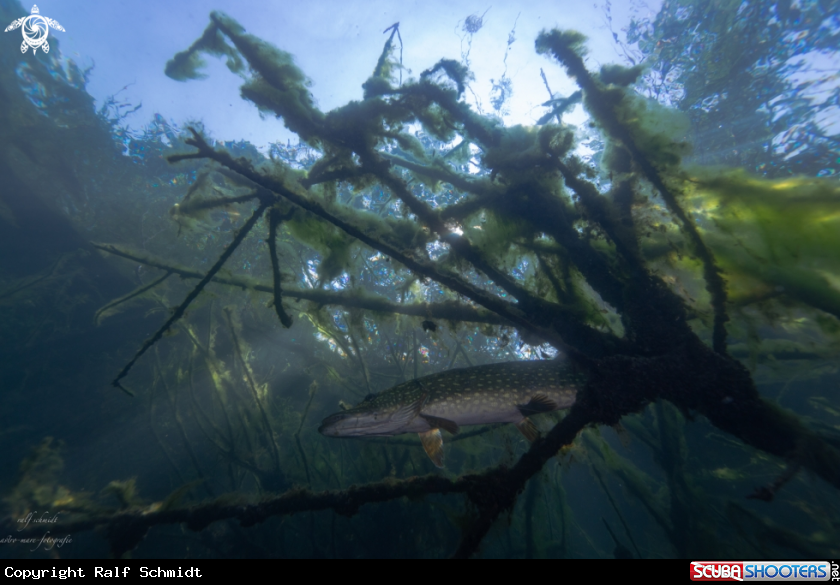 A Lakefish