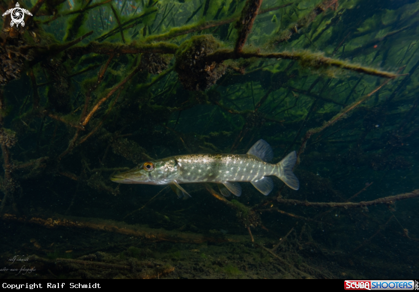 A Lakefish